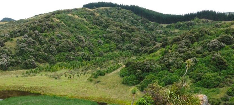 Tiromoana Bush regeneration