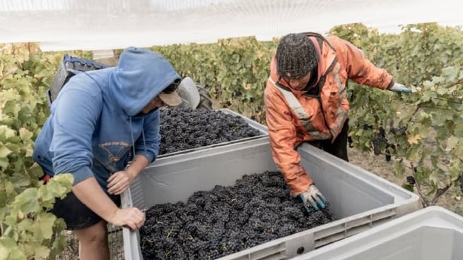 Living Earth Helps Fuel World-Class Success at Amisfield