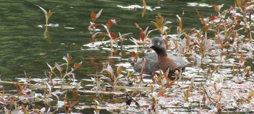 Rare weweia returns to Redvale