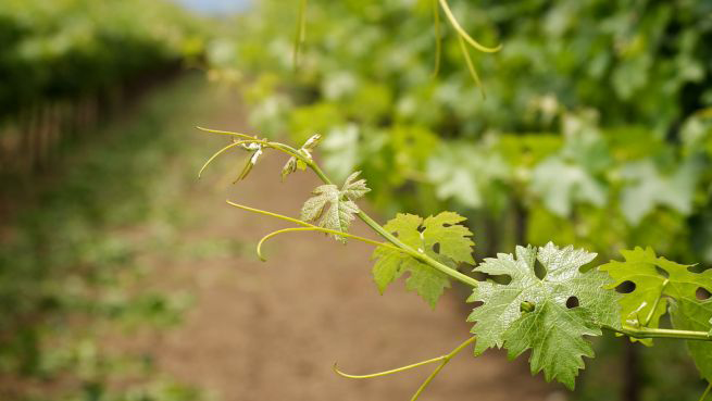Waiata Vineyard Ltd
