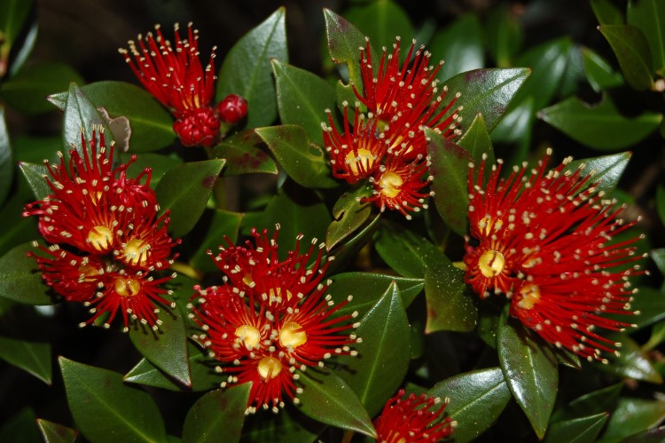 Tiromoana Bush a beacon for biodiversity restoration in coastal Hurunui